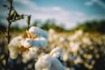 Why Organic Cotton Matters in fashion lifestyle